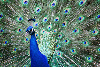 A peacock showing off coloful plumage