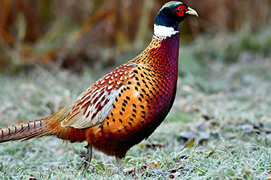 A pheasant in a frost-covered field