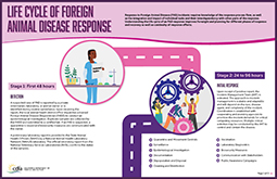 Life Cycle of a Foreign Animal Disease Infographic
