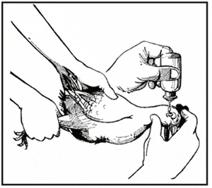 Vaccinating a chicken