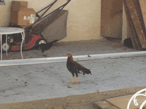 Chicken on a patio
