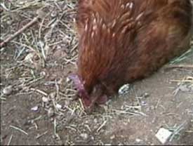 Drooping chicken
