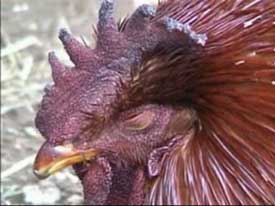 Chicken with bluish comb and wattles