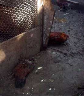 Dead birds