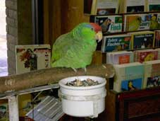 Bird next to a pamphlet & brochure rack