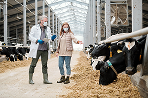 female farmer protective mask showing ill cow livestock stall veterinarian cowshed