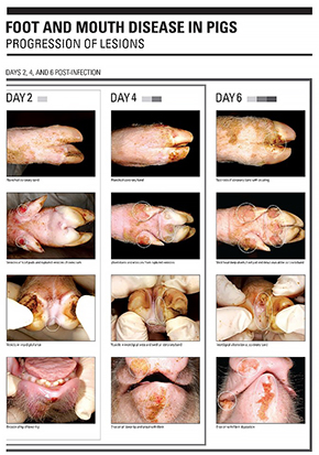 foot and mouth disease progression of lesions in swine