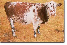 Red Roan Cow
