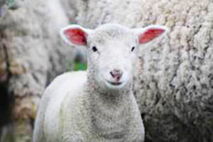 lamb