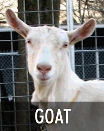 Sheep and Goat health
