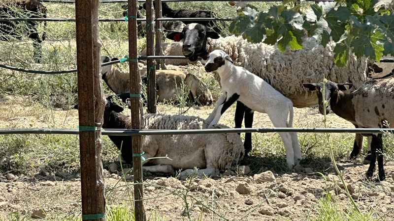 photo: lambs frolicking