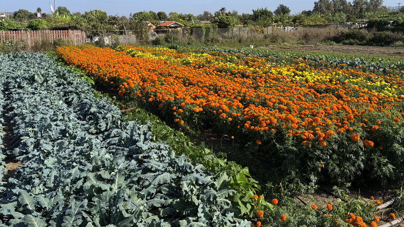 photo: a farm growing colorful flowers and leafy greens