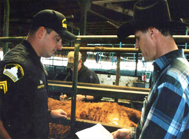 new cattle inspection