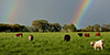 rainbow over a farm