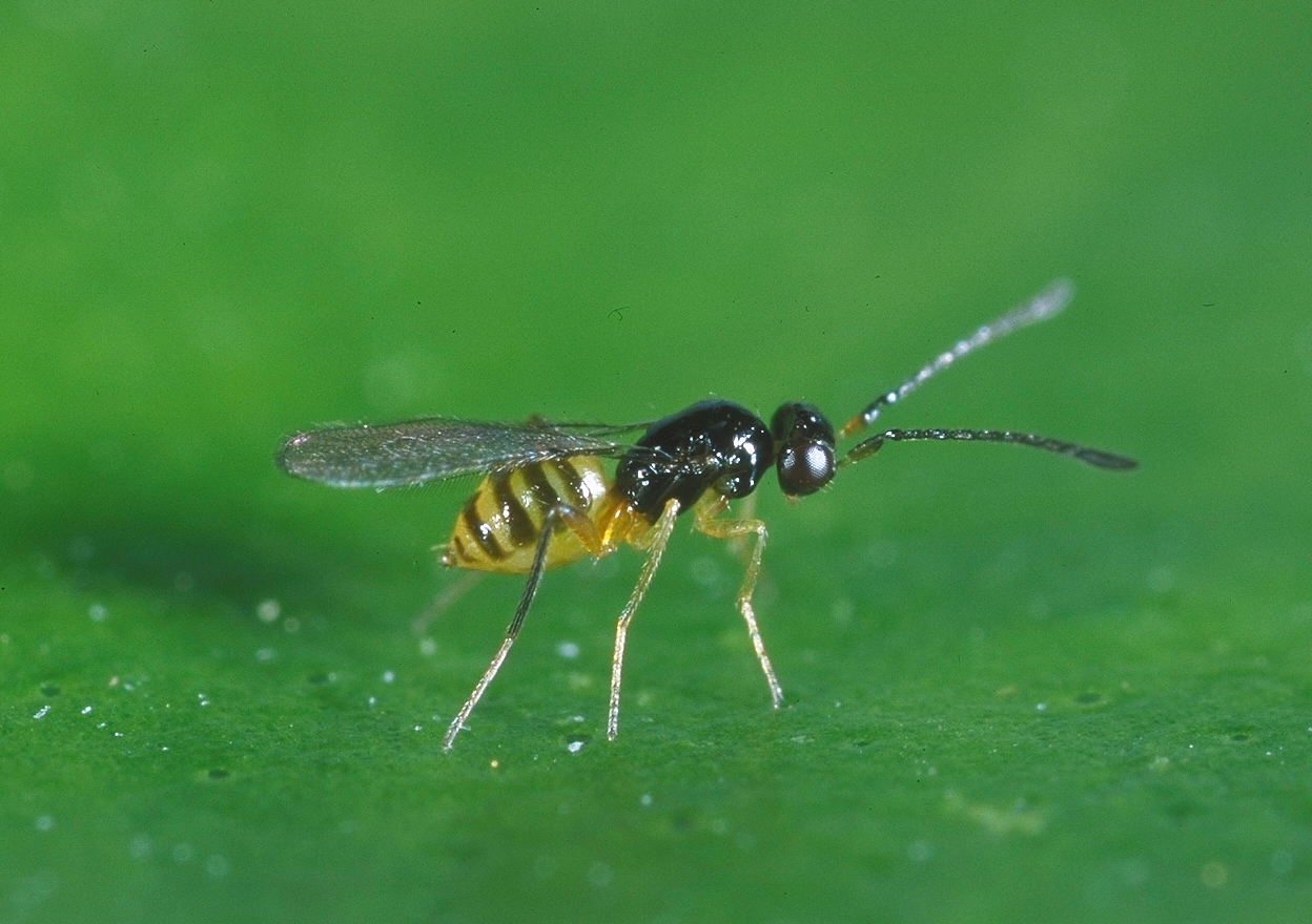 Gonatocerus ashmeadi - Parasitoid successfully used in the fight against GWSS