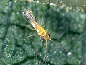 Anagrus epos - Parasitoid successfully used in the fight against GWSS