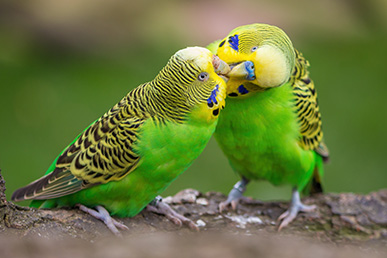 Two green parakeets (budgies) cuddling