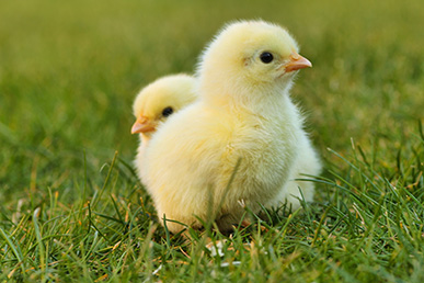 Two yellow chicks in the grass