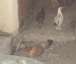 Chickens roaming around and in door way
