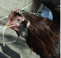 Salivating chicken