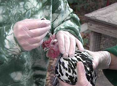 Eye drop method of vaccinating a chicken