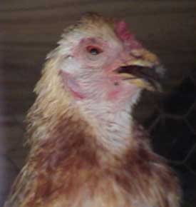 Chicken with swollen eyes and neck