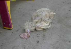 Poultry carcass