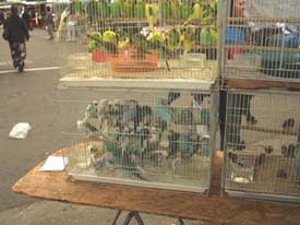 Caged Birds at swap meets