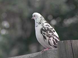 Wild Pigeon on a fence