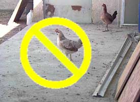 Free roaming birds should not be permitted