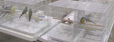 Clean bird cages
