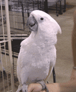 Cockatiel en una percha