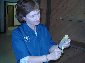 Veterinarian examining a bird