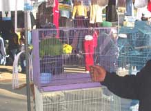 Bird at a swap meet and an individual trying to touch the bird