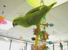 A parrot with toys
