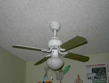 Ceiling fans are dangerous for  birds