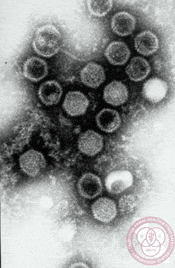 Microscopic Virus