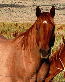 Equine Health Information and Resources