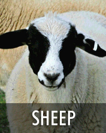 Sheep & Goat health