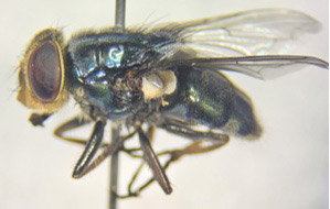 Secondary Screwworm - side view