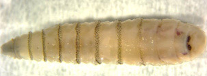 Secondary Screwworm - larva