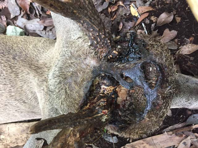 Photo: head of deer infested with screwworms