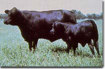 Black Cow & Calf