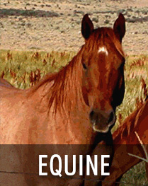 Equine Health Information and Resources