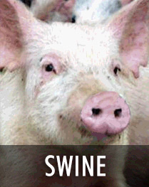 Swine health
