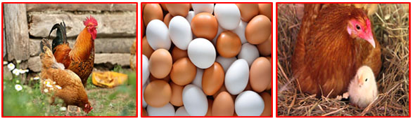Egg Safety and Quality Management Program