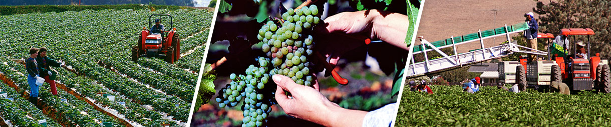 Montaje: Agricultoras en un campo, uvas en la vid