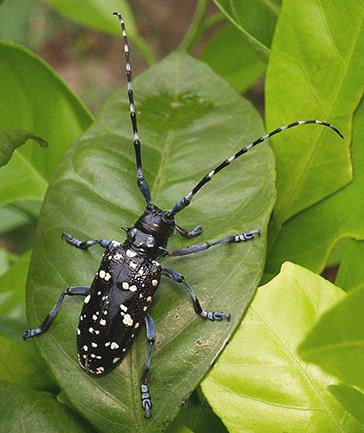 citrus long-horned beetle on a citrus leaf