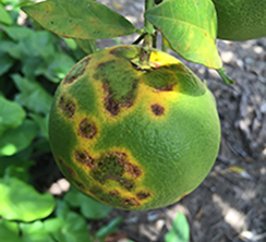 Citrus Leprosis Disease