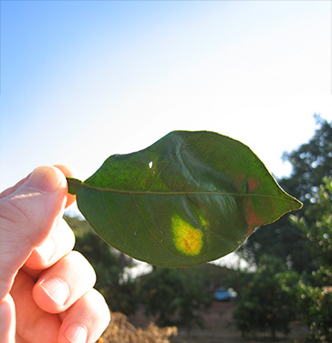 Citrus variegated chlorosis